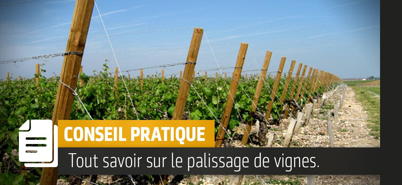 Tout savoir sur le palissage de vigne